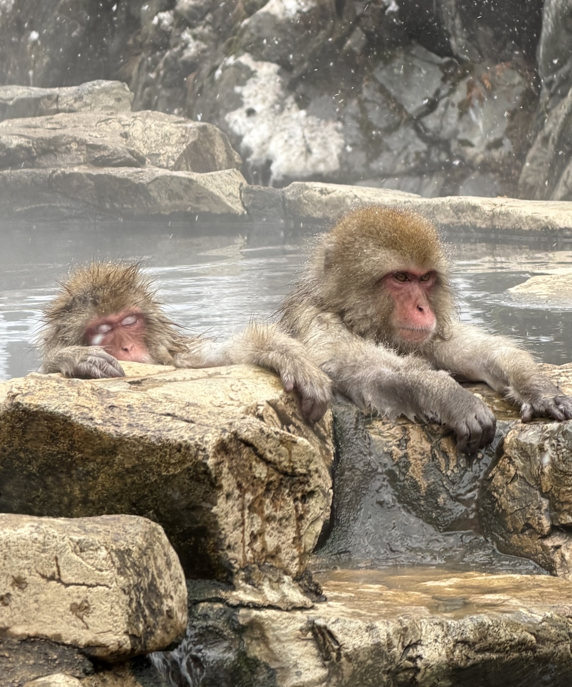 Snow Monkey Park