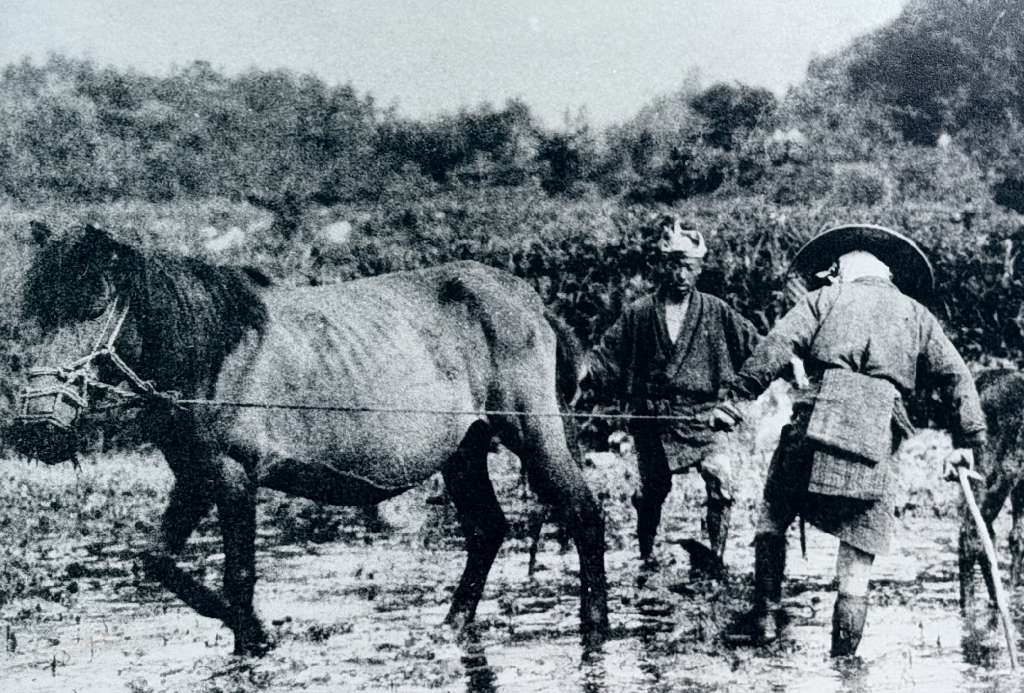 Yoshitaro, Bakuro horse handler connected to Ryo Yoshimura's Nakasendo family roots